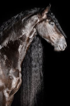 « Liberi » de Raphael Macek, photographie d'art équine