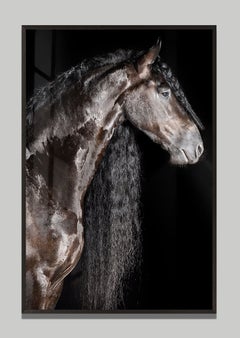 Liberi by Raphael Macek, Equine Fine Art Photography