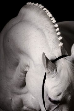 Lucernis by Raphael Macek, Equine Fine Art Photography