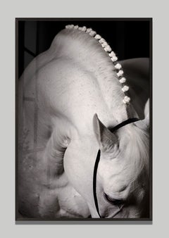 Lucernis by Raphael Macek, Equine Fine Art Photography