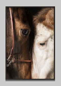Maternum by Raphael Macek, Equine Fine Art Photography
