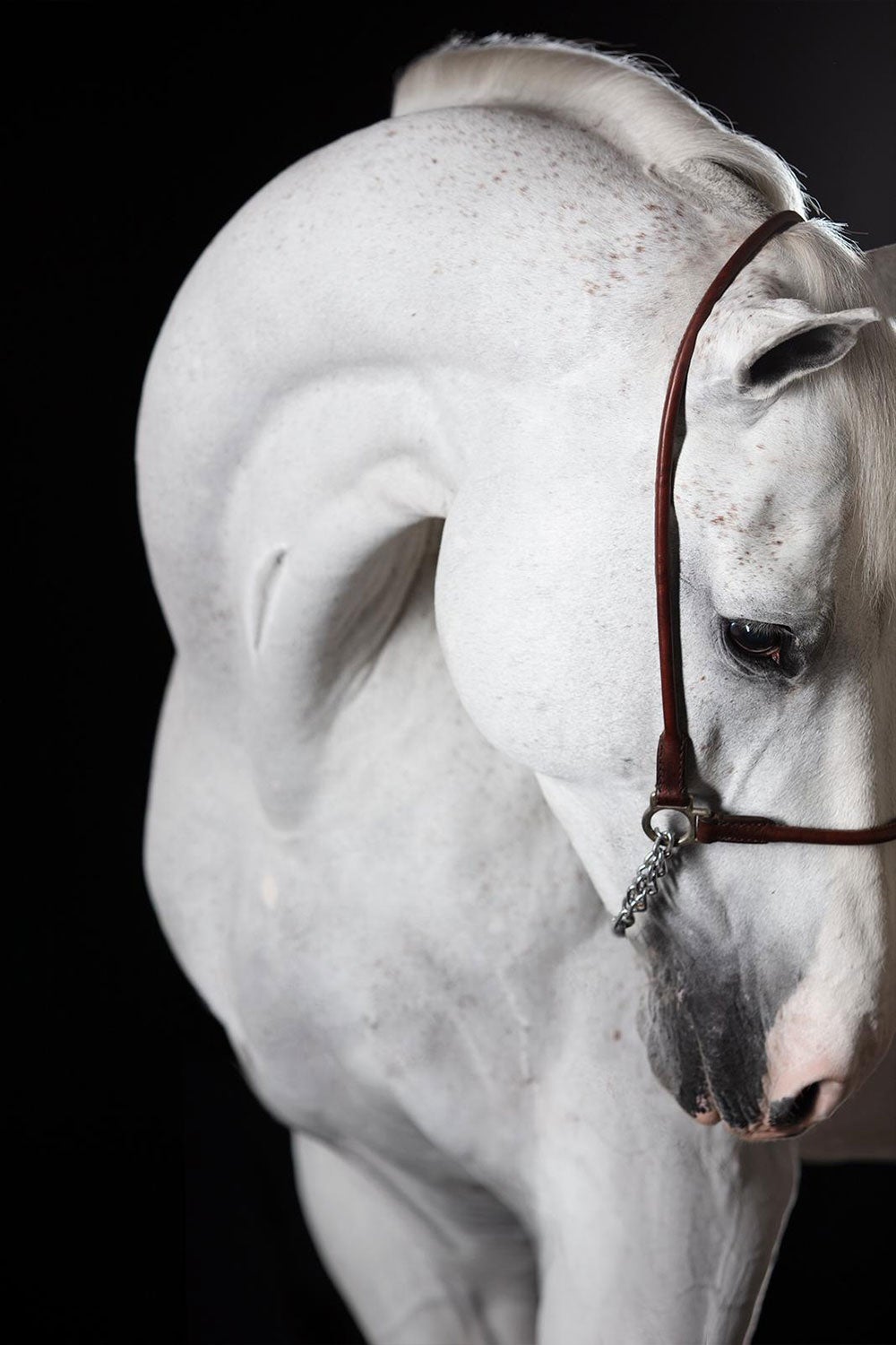 Miranti 1 by Raphael Macek, Equine Fine Art Photography