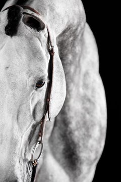Miranti 2 by Raphael Macek, Equine Fine Art Photography