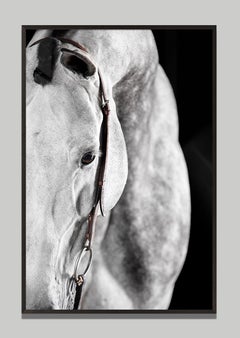 Miranti 2 by Raphael Macek, Equine Fine Art Photography