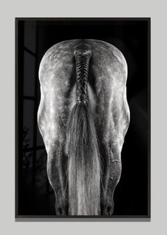 Motif by Raphael Macek, Equine Fine Art Photography