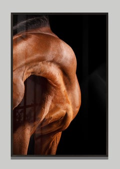 Music by Raphael Macek, Equine Fine Art Photography