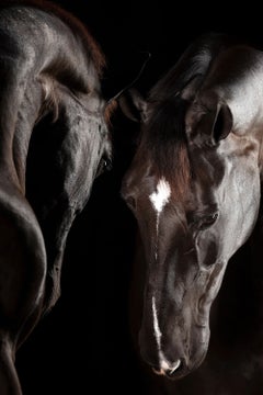 Nobis by Raphael Macek, Equine Fine Art Photography