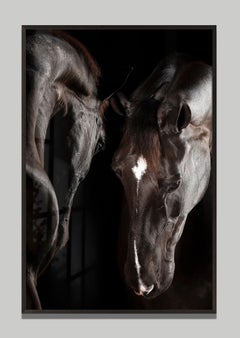 Nobis by Raphael Macek, Equine Fine Art Photography