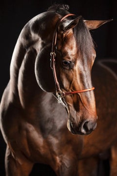 Preavalens by Raphael Macek, Equine Fine Art Photography