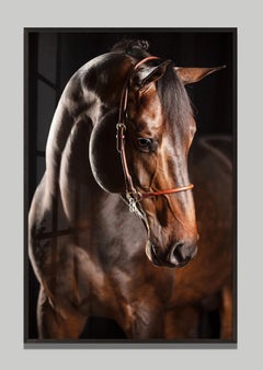Preavalens by Raphael Macek, Equine Fine Art Photography