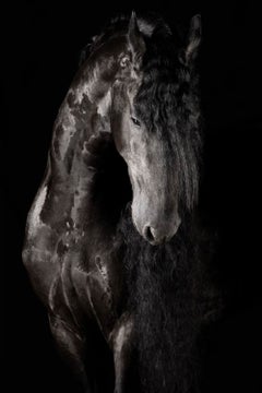 Principatus by Raphael Macek, Equine Fine Art Photography