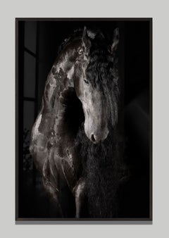 Principatus by Raphael Macek, Equine Fine Art Photography