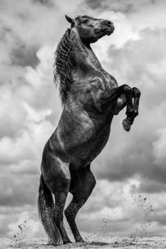 Regnans by Raphael Macek, Equine Fine Art Photography