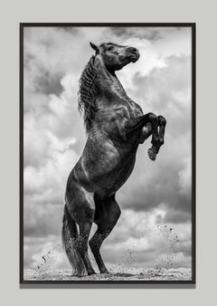 Regnans by Raphael Macek, Equine Fine Art Photography