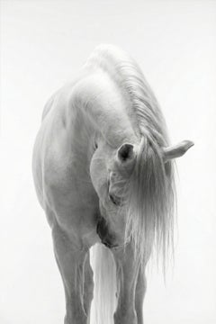 Reverie by Raphael Macek, Equine Fine Art Photography