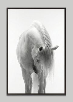 Reverie by Raphael Macek, Equine Fine Art Photography