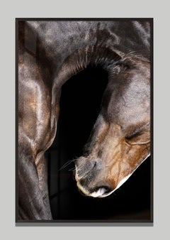 Sensus by Raphael Macek, Equine Fine Art Photography