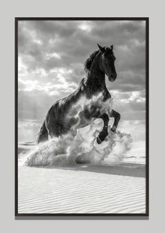Sovrano by Raphael Macek, Equine Fine Art Photography