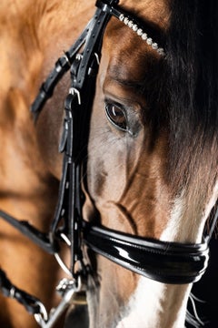 Triumpho by Raphael Macek, Equine Fine Art Photography