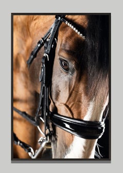 Triumpho by Raphael Macek, Equine Fine Art Photography
