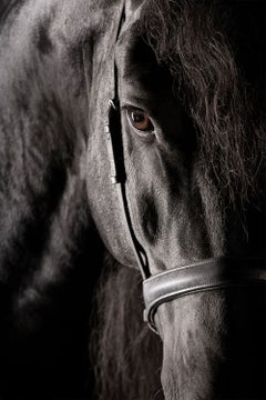 Tutor by Raphael Macek, Equine Fine Art Photography