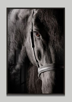 Tutor by Raphael Macek, Equine Fine Art Photography
