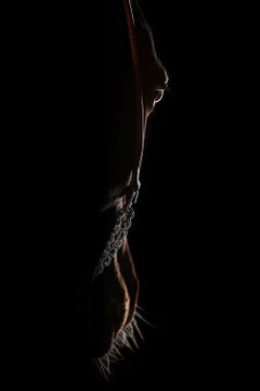 Umbra by Raphael Macek, Equine Fine Art Photography