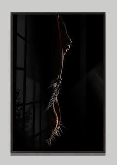 Umbra by Raphael Macek, Equine Fine Art Photography