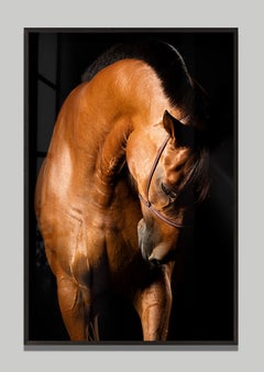 Utilita by Raphael Macek, Equine Fine Art Photography