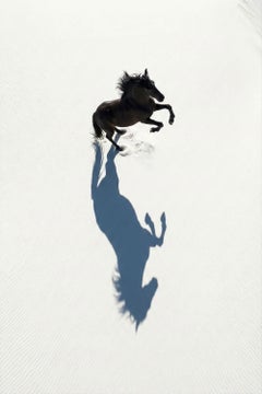 Vastus by Raphael Macek, Equine Fine Art Photography