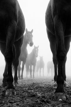 Velamen by Raphael Macek, Equine Fine Art Photography