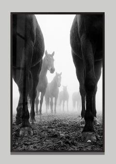Velamen by Raphael Macek, Equine Fine Art Photography
