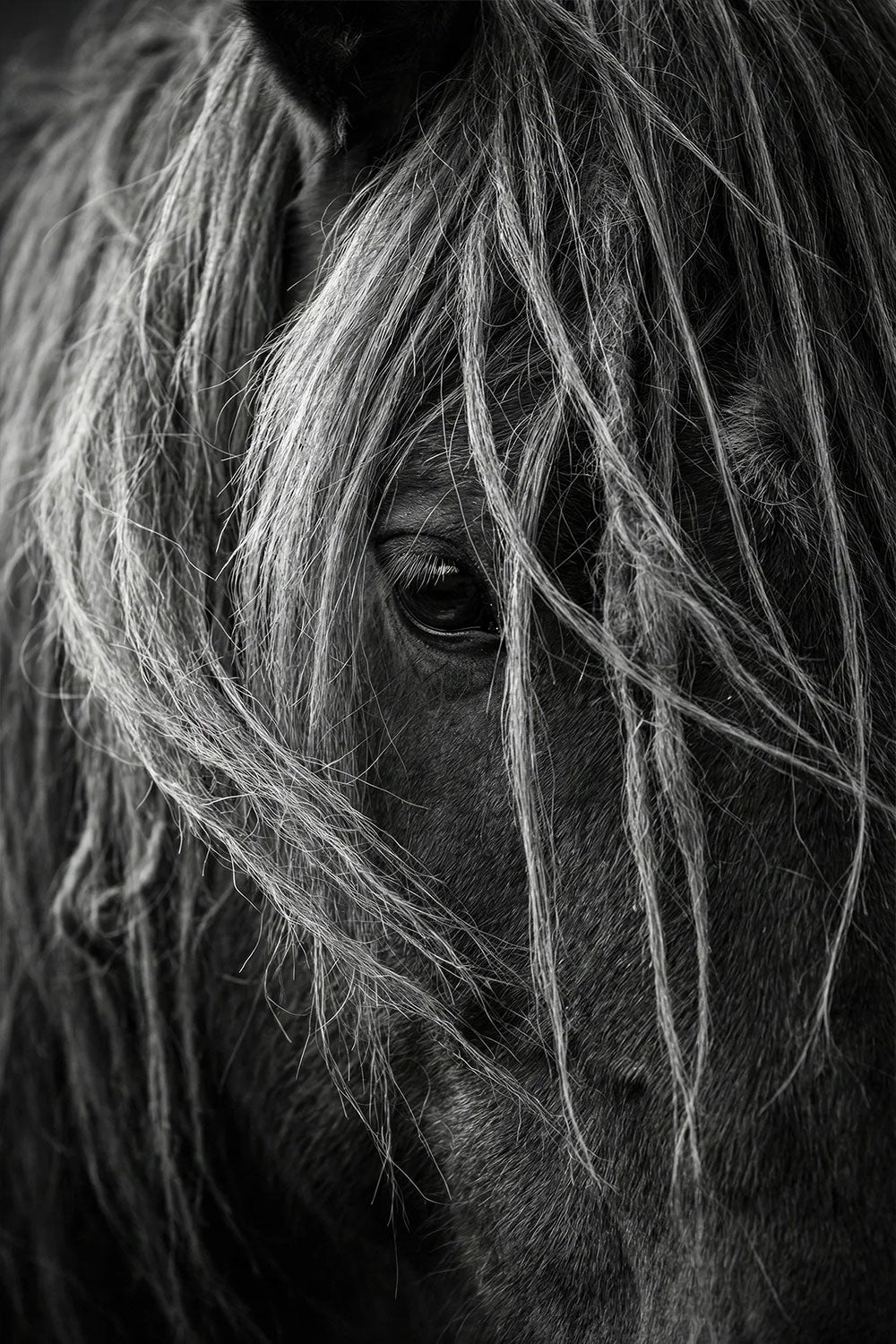 “Velato” di Raphael Macek, fotografia artistica equina