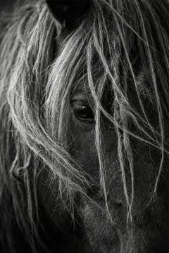 Velato by Raphael Macek, Equine Fine Art Photography