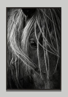Velato by Raphael Macek, Equine Fine Art Photography