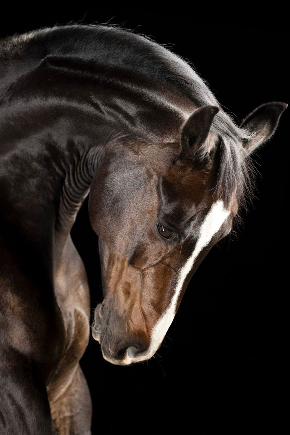 Venerandus by Raphael Macek, Equine Fine Art Photography