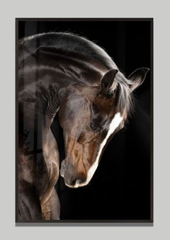 “Venerandus” di Raphael Macek, fotografia artistica equina