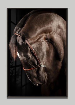 Volent 1 di Raphael Macek, fotografia artistica equina