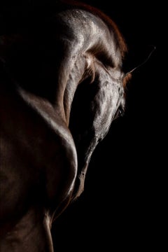 Volent 3 by Raphael Macek, Equine Fine Art Photography
