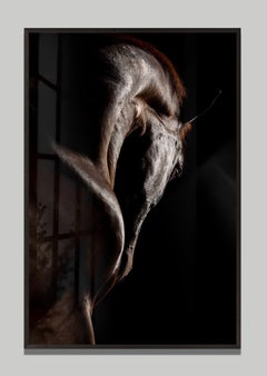 Volent 3 di Raphael Macek, fotografia artistica equina