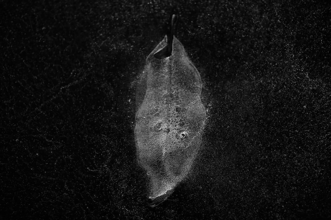 Lampo Black and White Photograph - Frozen