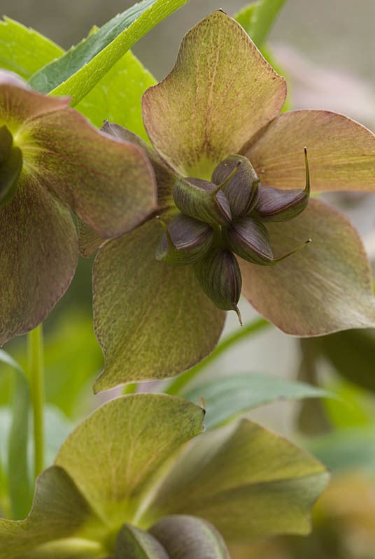 Helleborus Niger Seed Pod by Anne Curry - LAST in edition of 6 available For Sale 5