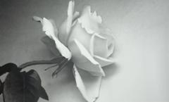 Rose 1