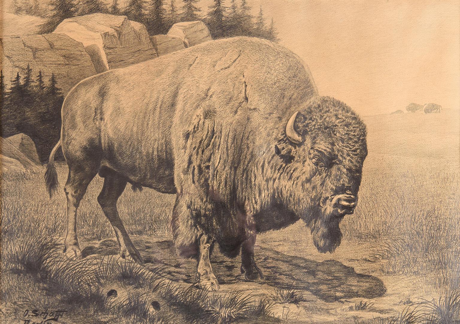 Bison in a landscape, pencil drawing in original wood frame, signed and inscribed 'O.Schafft / Berlin.' Original exhibition labels attached verso show that this work was exhibited in the Grosse Berlin Kunstausstellung 1905, 1033a. 

Dimensions are