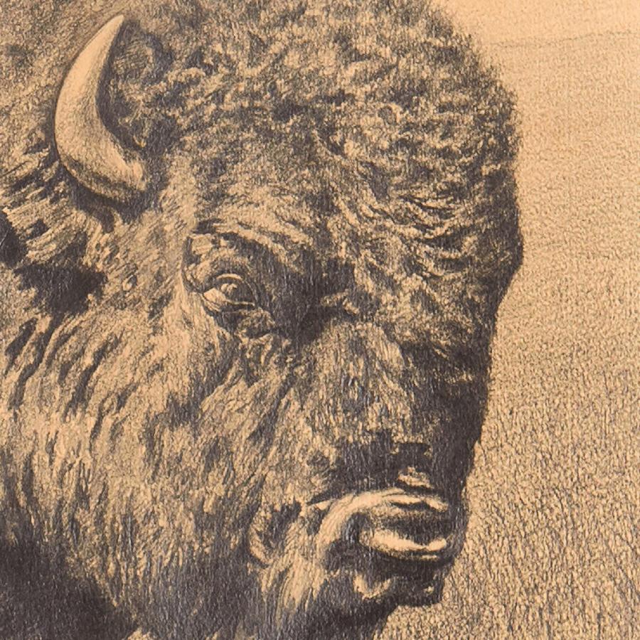 Bison in a landscape - 20th century pencil drawing by Oscar Schafft 1