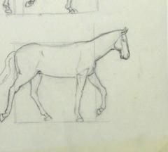 Pencil Sketch - Horse Study