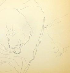 Pen & Ink Drawing - Cat in Sweet Slumber