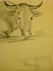 Le bouvillon se couche