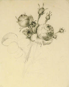 Vintage French Drawing - Rose Blooms