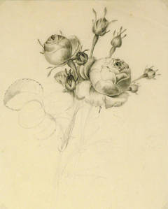 Antique French Drawing - Rose Blooms